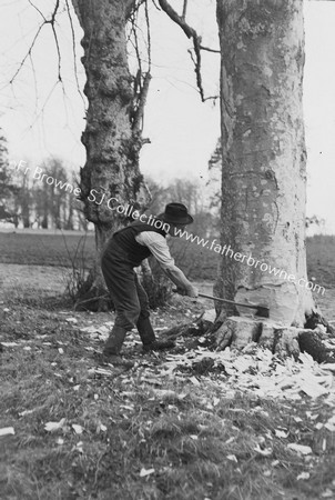 BROTHER MCELDUFF FELLING TREE FOR ESB